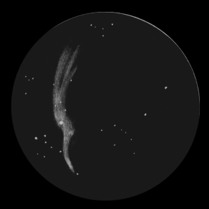 NGC6960hrdi.jpg